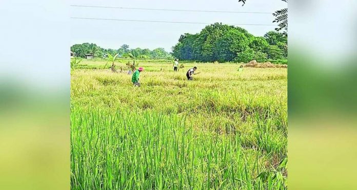 palay harvest_superimposed Palay harvest now starts in Iloilo province. The harvest season is expected to stabilize rice prices. DWAYNE FRANCIS MORBO FACEBOOK PHOTO