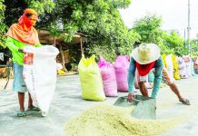 NFA sets new price range for buying palay from farmers Farmers gather palay to put into sacks after a day of drying in Barangay San Juan, Morong Rizal. ABS-CBN NEWS PHOTO