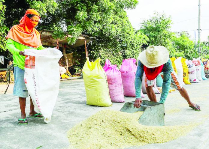 Farmers gather palay to put into sacks after a day of drying in Barangay San Juan, Morong Rizal. ABS-CBN NEWS PHOTO