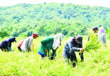 PH, Vietnam finalizing 5-year rice cooperation deal Farmers harvest rice near the highway in Barangay Pogomboa, Aguilar, Pangasinan. WILLIE LOMIBAO PHOTO