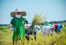 ‘1.4M metric tons of rice to be harvested this month’ Several farmers have opted to harvest early this September, and there would be enough supply to cater to the local demand, according to the Bureau of Plant Industry. PHOTO COURTESY OF PHILIPPINE INFORMATION AGENCY