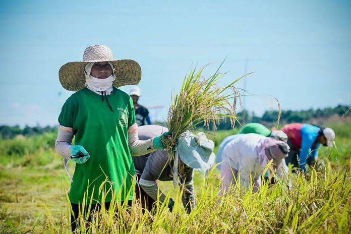 Several farmers have opted to harvest early this September, and there would be enough supply to cater to the local demand, according to the Bureau of Plant Industry. PHOTO COURTESY OF PHILIPPINE INFORMATION AGENCY