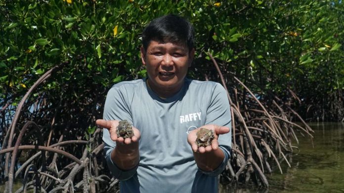 seafdec_1_resized The Sagay City government sponsored an abalone hatchery operations training for fisherfolks of the Molocaboc Island to learn how to breed the abalone themselves.