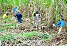 Sugar Council seeks clarity on conflicting trade policies The Sugar Regulatory Administration estimated raw sugar production at 1.85 million metric tons for crop year 2023 to 2024. RAPPLER PHOTO