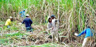 The Sugar Regulatory Administration estimated raw sugar production at 1.85 million metric tons for crop year 2023 to 2024. RAPPLER PHOTO