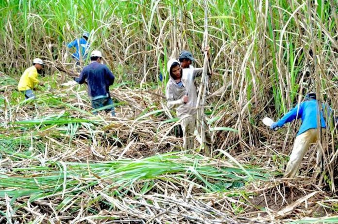 sugar_harvest_resized The Sugar Regulatory Administration estimated raw sugar production at 1.85 million metric tons for crop year 2023 to 2024. RAPPLER PHOTO