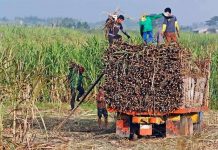 Sugar firms keen on later milling