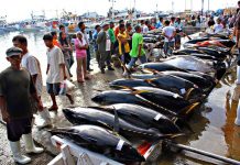 PH now among world’s top tuna producers – BFAR General Santos City is dubbed as the “Tuna Capital of the Philippines.” Photo shows yellow fin tuna at the city’s fish port complex. GENERAL SANTOS CITY NEWS PHOTO