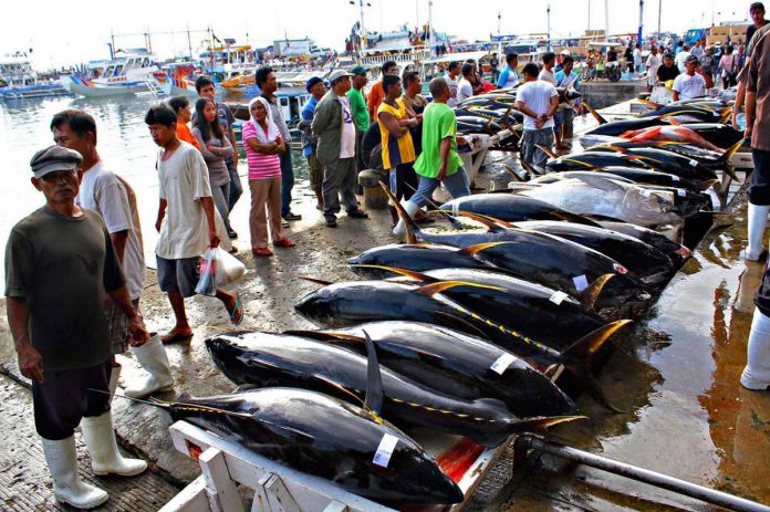 top_tuna_producer_resized General Santos City is dubbed as the “Tuna Capital of the Philippines.” Photo shows yellow fin tuna at the city’s fish port complex. GENERAL SANTOS CITY NEWS PHOTO