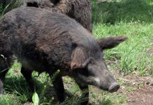 Nuclear weapons testing cause of radioactivity in wild boars – study GETTY IMAGES