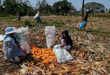 AI chatbot giving farmers tool to help navigate changing world Seasonal farm worker Rosalie Gabor and her daughter Analyn harvest corn in Candon City, Ilocos Sur. JIMMY DOMINGO, ABS-CBN NEWS/FILE PHOTO