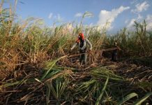 DOLE OKs release of P18M for sugar workers’ maternity, death benefits Department of Labor and Employment Administrative Order No. 318 authorizes the Bureau of Workers with Special Concerns to process the release of the funds for the maternity and death benefit programs for sugar workers. PHOTO COURTESY OF PNA