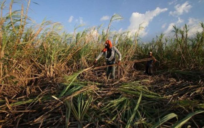 DOLE_resized Department of Labor and Employment Administrative Order No. 318 authorizes the Bureau of Workers with Special Concerns to process the release of the funds for the maternity and death benefit programs for sugar workers. PHOTO COURTESY OF PNA