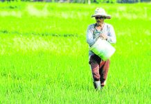 DA: Israel-Hamas conflict will have ‘minimal effect’ on agriculture A farmer spreads fertilizer granules as he walks through his rice field in Bambang, Nueva Vizcaya. The Philippines imported $3.28 million worth of fertilizer from Israel in 2022. KARLSTON LAPNITEN/FILE PHOTO/INQUIRER.NET