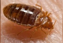 Bedbugs attack Paris, other French cities Photo Credit: Piotr Naskrecki
