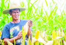 Guimaras corn production leaps by 38% in 2025; palay sees marginal dip
