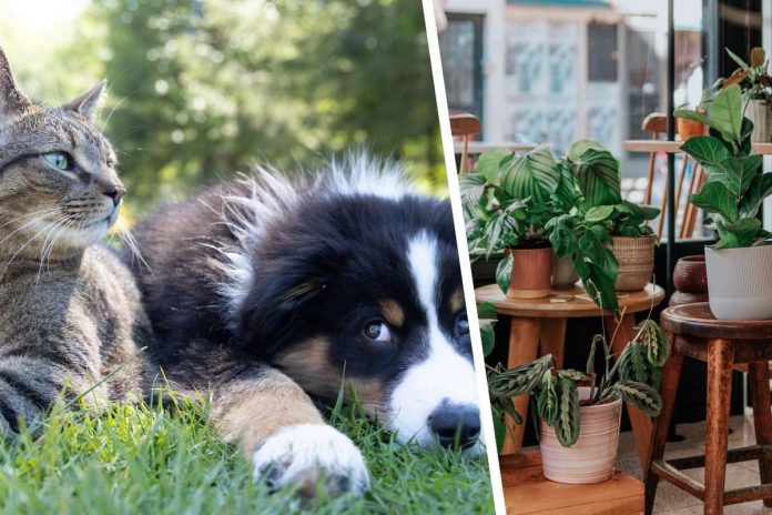 pets-plants Photo courtesy Andrew S, Ceyda Çiftci/Unsplash