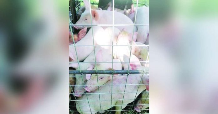 pigs pic_superimposed