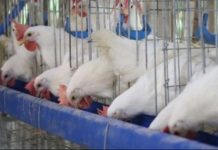 Poultry growers bat for infra investments to raise production The United Broiler Raisers Association says raising chicken production abruptly is easier compared to doing the same with large animals because the turnaround period for harvesting broilers is relatively short.