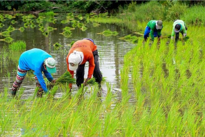 rice_fields.JPG_resized Farmers in Barangay Sumapang Matanda, Malolos, Bulacan plant seedlings in their farm lots at the start of the second planting season. MARIA TAN/ABS-CBN NEWS PHOTO