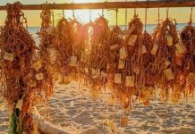 DA exploring seaweed’s potential as cost-efficient animal fodder Seaweed is abundant in the Philippines’ coastal waters, according to the Department of Agriculture. PNA FILE PHOTO
