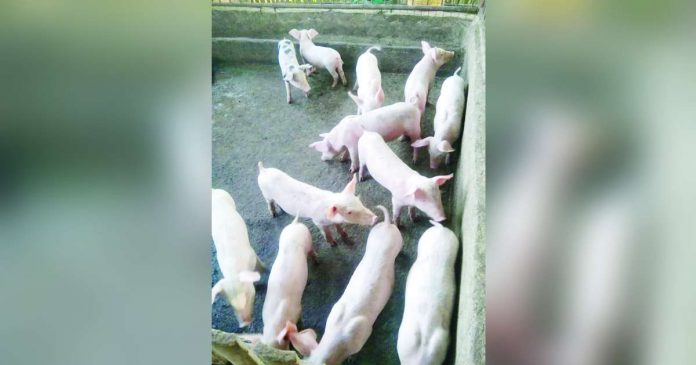 swine pic_superimposed