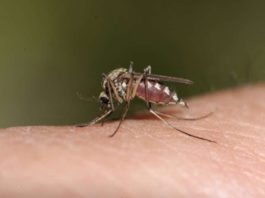 Girl, 8, dies of severe dengue in Bacolod Dengue is a viral infection caused by the dengue virus, transmitted to humans through the bite of infected mosquitoes.