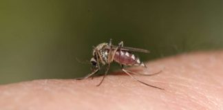Dengue is a viral infection caused by the dengue virus, transmitted to humans through the bite of infected mosquitoes.