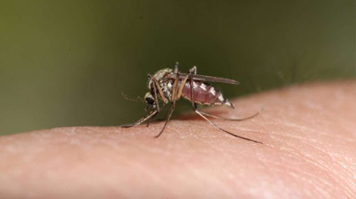 Aklan_dengue_resized Dengue is a viral infection caused by the dengue virus, transmitted to humans through the bite of infected mosquitoes.