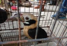 A Visayan Tarictic Hornbill, endemic to Negros and Panay islands, was rescued in Laua-an, Antique. DENR CENRO BELISON FACEBOOK