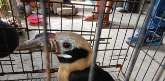 A Visayan Tarictic Hornbill, endemic to Negros and Panay islands, was rescued in Laua-an, Antique. DENR CENRO BELISON FACEBOOK