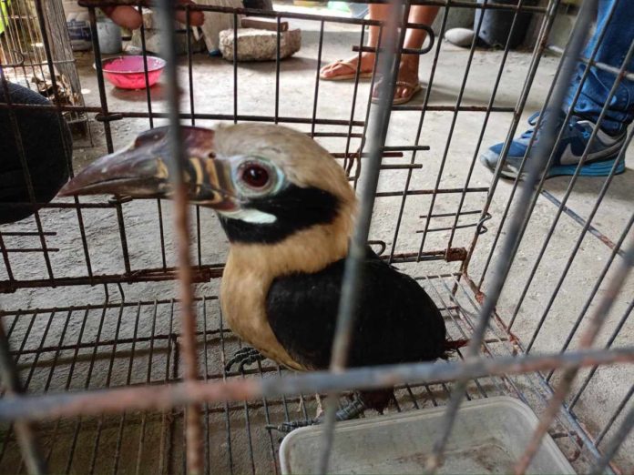 A Visayan Tarictic Hornbill, endemic to Negros and Panay islands, was rescued in Laua-an, Antique. DENR CENRO BELISON FACEBOOK