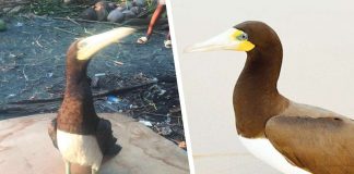 The Brown Booby seabird (left) rescued in Bugasong, Antique (DENR CENRO-BELISON). Photo on the right is for comparison (DANILO DA CASTRO/WIKIPEDIA).