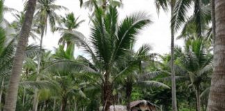 Coconut, considered the “tree of life,” has long been abundant in the Philippines. Photo shows a coconut plantation in Quezon province. PHOTO COURTESY OF PNA
