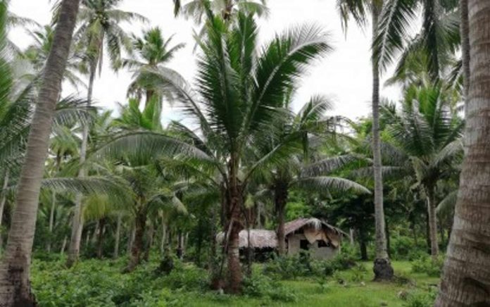 coco_plantation_resized Coconut, considered the “tree of life,” has long been abundant in the Philippines. Photo shows a coconut plantation in Quezon province. PHOTO COURTESY OF PNA