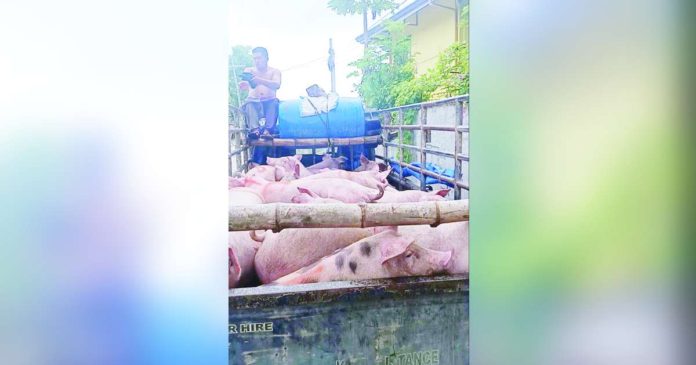 hog shipment_superimposed Regulating the shipment of liveweight outside Antique could prevent the shortage of pork in the province, according to Antique Provincial Veterinarian Office Public Health Division. CONTRIBUTED PHOTO