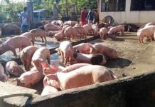 The Negros Occidental Provincial Veterinary Office says buyers from Panay Island are offering prices P20 to P30 higher in live weight hogs, necessitating local buyers to compete. CONTRIBUTED PHOTO