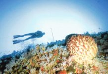 CURE FROM THE DEEP. One of the features of the Tubbataha Reefs Natural Park shown in this 2013 photo holds promise as a source of microorganisms that can be used to develop antibiotics and anticancer drugs. File photo by YVETTE LEE