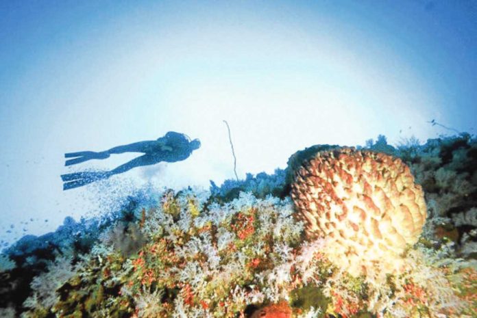 inquirer_news_san_ag_resized CURE FROM THE DEEP. One of the features of the Tubbataha Reefs Natural Park shown in this 2013 photo holds promise as a source of microorganisms that can be used to develop antibiotics and anticancer drugs. File photo by YVETTE LEE
