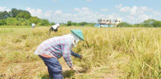 Farmers manually harvest palay in Barangay Jiba-on, Pavia, Iloilo. According to the Philippine Statistics Authority, Western Visayas’ palay production in the third quarter of this year is 14.7 percent lower than last year’s. PN FILE