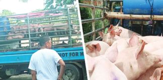 From the 277,421 hog heads recorded during the September 2022 inventory, Iloilo province now has 75,478 heads left on its supply chain due to the African Swine Fever, according to the Provincial Veterinary Office. Photos show hogs delivered in Pototan town. CONTRIBUTED PHOTOS