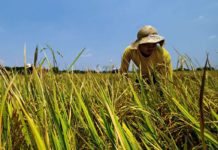 DA rolls out voucher system for rice farm aid distribution The Philippine government is adopting a science-based approach to rice farming to increase yield and establish “a sustainable rice value chain.” PHOTO COURTESY OF DEPARTMENT OF AGRICULTURE