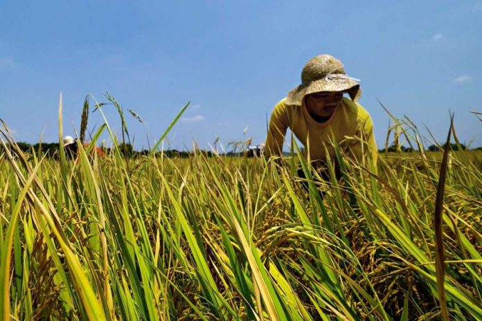 The Philippine government is adopting a science-based approach to rice farming to increase yield and establish “a sustainable rice value chain.” PHOTO COURTESY OF DEPARTMENT OF AGRICULTURE
