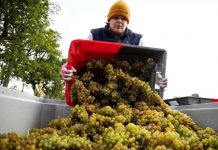 World running out of wine? A man collects grapes for winemaking in York, United Kingdom. EPA