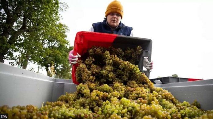 wine A man collects grapes for winemaking in York, United Kingdom. EPA