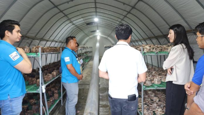 Korean govt Department of Agriculture 6 director Dennis Arpia toured around First Secretary Lee in one of the greenhouse facilities at the Western Visayas Integrated Agricultural Research Center in Jaro, Iloilo City. DA WESTERN VISAYAS