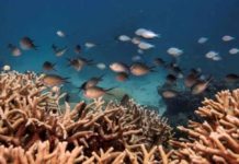 Coral islands in Australia at risk of disappearing – study Fish and corals in the sea in Cairns, Australia. REUTERS