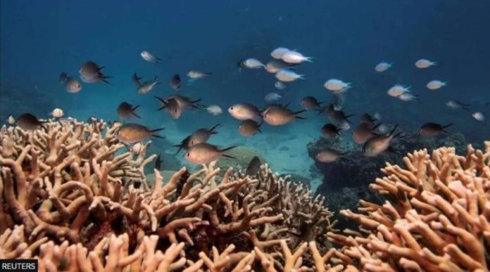australia_resized Fish and corals in the sea in Cairns, Australia. REUTERS