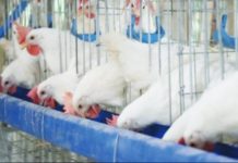 Local food producers on Thursday, Dec. 21, said consumers should buy more chicken, which is in abundant supply at lower prices, in areas were pork is harder to come by due to African Swine Fever. PNA FILE PHOTO