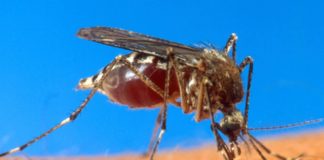 In this undated file photo provided by the USDA, an aedes aegypti mosquito is shown on human skin. Mosquito-borne chikungunya disease is not as deadly as dengue but both illnesses manifest similar symptoms: fever, rashes, headache, nausea, fatigue, and acute and long-term arthritis in several joints. INQUIRER FILES